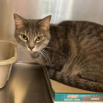 Rainbow -  Domestic Short Hair Cat for Adoption in Spring Hill, Kansas - Rainbow | PetCurious