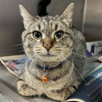 Hibiscus -  Domestic Short Hair Cat for Adoption in Shinnston, West Virginia - Hibiscus | PetCurious