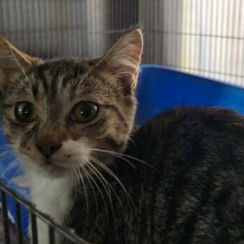 Rescue Domestic Short Hair Cats for Adoption in Las Vegas, Nevada - Darby Cat F AZ | PetCurious