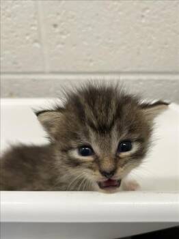 GREY -  Domestic Short Hair Cat for Adoption in Derwood, Maryland - GREY | PetCurious
