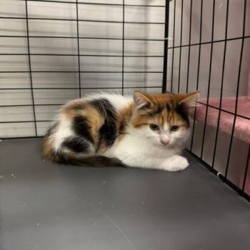 Mission Hills -  Domestic Short Hair Cat for Adoption in Lenexa, Kansas - Mission Hills | PetCurious