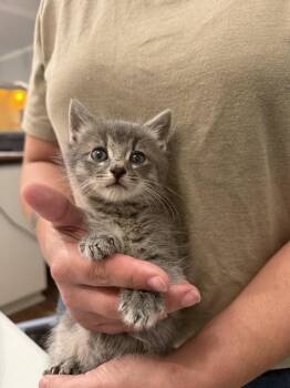 Domestic Short Hair Cats Available for Adoption in Camden, South Carolina - Torro (Available For Pre-adoption) | PetCurious