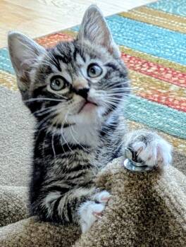 4 PACMAN KITTENS - Meet BLINKY (M) -  Tabby and Domestic Short Hair Cat for Adoption in Hillsboro, Oregon - 4 PACMAN KITTENS - Meet BLINKY (M) | PetCurious
