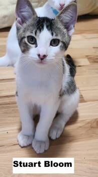Stuart -  Domestic Short Hair Cat for Adoption in Zimmerman, Minnesota - Stuart | PetCurious
