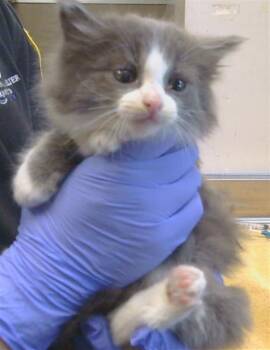A918577 -  Domestic Short Hair Cat for Adoption in Sacramento, California - A918577 | PetCurious