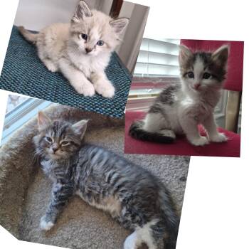 The Hunt Litter -  Domestic Medium Hair Cat for Adoption in Morrison, Colorado - The Hunt Litter | PetCurious