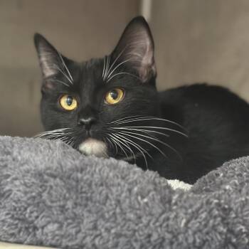 WV2388 Cinderella -  Domestic Short Hair Cat for Adoption in Port Washington, New York - WV2388 Cinderella | PetCurious
