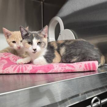 Leslie -  Domestic Short Hair Cat for Adoption in Spokane, Washington - Leslie | PetCurious