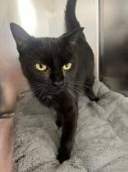 Aurora -  Domestic Short Hair Cat for Adoption in Potsdam, New York - Aurora | PetCurious