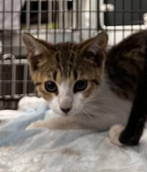 Domestic Short Hair Cats Available for Adoption in Fort Lauderdale, Florida - A2476118 | PetCurious