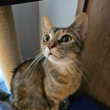 Lady -  Domestic Short Hair Cat for Adoption in Toledo, Ohio - Lady | PetCurious