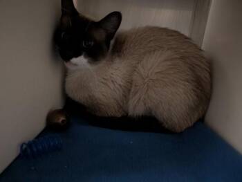 Ella -  Siamese Cat for Adoption in Des Moines, Iowa - Ella | PetCurious