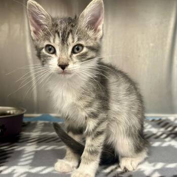 Midge -  Domestic Short Hair Cat for Adoption in Saint Joseph, Missouri - Midge | PetCurious