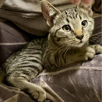 Samwise -  Domestic Short Hair Cat for Adoption in Sonora, California - Samwise | PetCurious