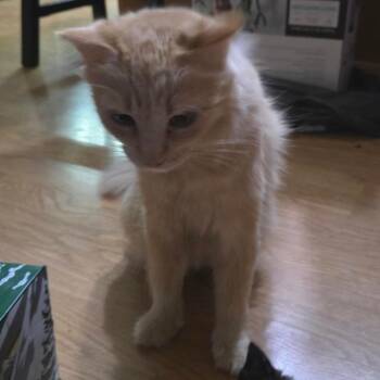 Butterfly *Meet me at Richfield Petsmart* -  Domestic Long Hair Cat for Adoption in Buffalo, Minnesota - Butterfly *Meet Me At Richfield Petsmart* | PetCurious