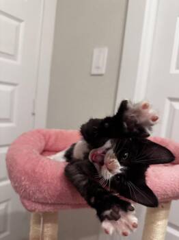 Domestic Short Hair Cats Available for Adoption in Brewster, New York - Lolli | PetCurious