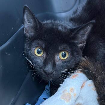 Rita Hayworth -  Domestic Short Hair Cat for Adoption in Gainesville, Florida - Rita Hayworth | PetCurious