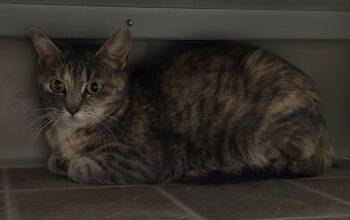 Domestic Short Hair Cats Available for Adoption in Medford, Wisconsin - Claire | PetCurious