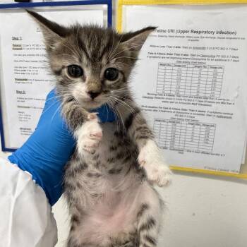 Willow W3 -  Domestic Short Hair Cat for Adoption in Edinburg, Texas - Willow W3 | PetCurious