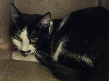 NAMIRA -  Domestic Short Hair Cat for Adoption in Pueblo, Colorado - NAMIRA | PetCurious