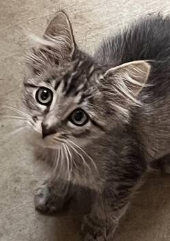 Rescue American Shorthair and Domestic Short Hair Cats for Adoption in Moreno Valley, California - Selda | PetCurious