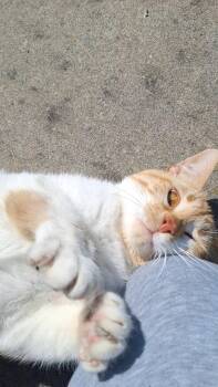 Fred -  Domestic Short Hair Cat for Adoption in Chicago, Illinois - Fred | PetCurious