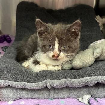 Jennifur -  Domestic Short Hair Cat for Adoption in Newark, New Jersey - Jennifur | PetCurious