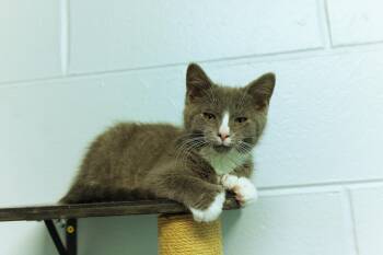 Willie -  American Shorthair Cat for Adoption in Urbana, Ohio - Willie | PetCurious