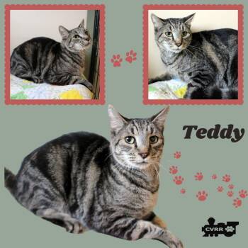 Teddy (Cat) -  Tabby Cat for Adoption in Lindsay, California - Teddy (Cat) | PetCurious
