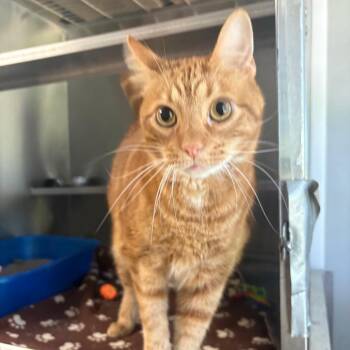 Domestic Short Hair Cats Available for Adoption in Springfield, Illinois - Goldfish | PetCurious