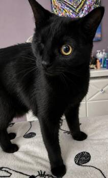 Domestic Short Hair Cats Available for Adoption in Calgary, Alberta - Pirate Karl | PetCurious