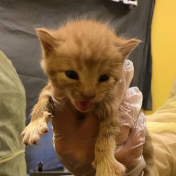 Crookshanks -  Domestic Short Hair Cat for Adoption in Newark, New Jersey - Crookshanks | PetCurious