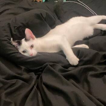 Cannoli -  Domestic Short Hair Cat for Adoption in Dekalb, Illinois - Cannoli | PetCurious