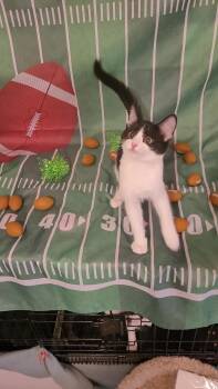 Rescue Domestic Short Hair and Tuxedo Cats for Adoption in Escalon, California - X2 "Ready For Some Fur-ball?" | PetCurious