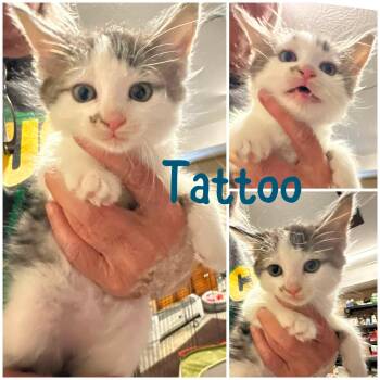 Tattoo -  Domestic Short Hair Cat for Adoption in Byrdstown, Tennessee - Tattoo | PetCurious
