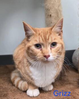 Domestic Short Hair Cats Available for Adoption - Grizz | PetCurious