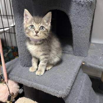 Taco -  Japanese Bobtail and Tabby Cat for Adoption in Paulina, Louisiana - Taco | PetCurious