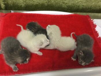 Domestic Short Hair Cats Available for Adoption - OLAF | PetCurious