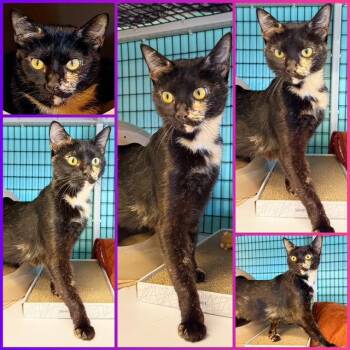 Yoyo Mama -  Domestic Short Hair and Tortoiseshell Cat for Adoption in Seal Beach, California - Yoyo Mama | PetCurious