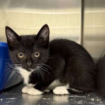 Cholla -  Domestic Short Hair Cat for Adoption in Oakland, California - Cholla | PetCurious