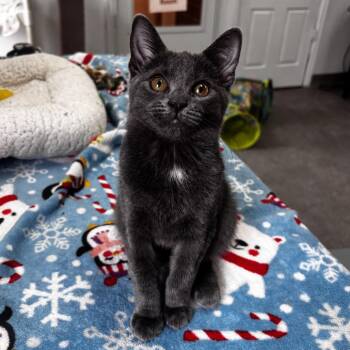 NCI5610 Lily -  Domestic Short Hair Cat for Adoption in Port Washington, New York - NCI5610 Lily | PetCurious
