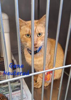Gene -  Tabby Cat for Adoption in Stanton, Kentucky - Gene | PetCurious