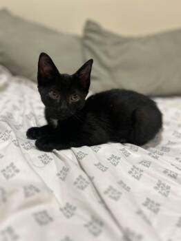 Mario -  American Shorthair Cat for Adoption in Florham Park, New Jersey - Mario | PetCurious