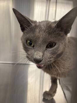 Rescue Domestic Short Hair Cats for Adoption in Batavia, Ohio - Jasper | PetCurious