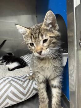 Tweety Bird -  Domestic Short Hair Cat for Adoption in Kalispell, Montana - Tweety Bird | PetCurious