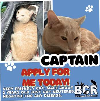 Rescue Domestic Short Hair Cats for Adoption in Bridgeport, Connecticut - Captain | PetCurious