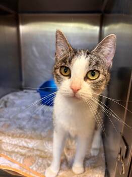 Rescue Domestic Short Hair Cats for Adoption in Lima, Ohio - Azzie | PetCurious