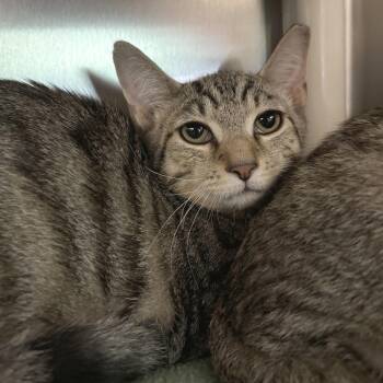 Pearl -  Domestic Short Hair Cat for Adoption in Wilmington, Delaware - Pearl | PetCurious