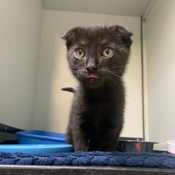 Rescue Scottish Fold Cats for Adoption in Lake Panasoffkee, Florida - Dracula | PetCurious