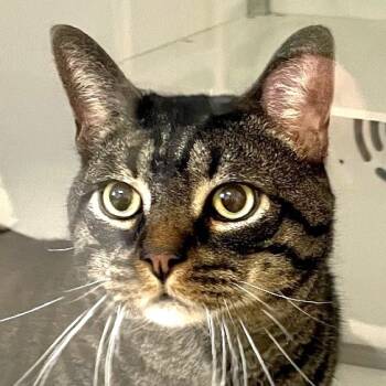 Rescue Domestic Short Hair Cats for Adoption in Boston, Massachusetts - Beast | PetCurious